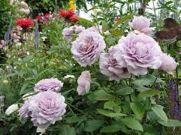 Poseidon Floral Wreath Flowers Rose