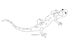Salamander coloring page from salamander category. Pin On Home School Science