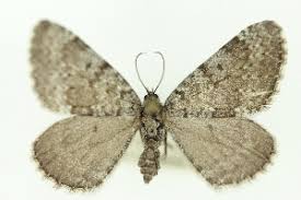 Image result for Entephria polata