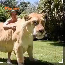 bilgicube s media bu gordugunuz erkek bir aslanla disi bir kaplanin ciftlesmesi sonucu olusan yeni animals beautiful cute baby animals cute animals
