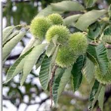 The most common hickory nut tree material is metal. Other Edible Nut Trees Rhora S Nut Farm