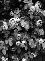 Http 24 Media Tumblr Com Tumblr Mcsvag1jm91rhwwpbo1 500 Png Flowers Art Flower Power