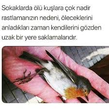 Hayatta Dair Hersey Adli Kullanicinin Bunlari Biliyor Musunuz Panosundaki Pin Bilgi Iluzyonlar Gercekler