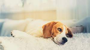 Is Your Dog Having A Panic Attack Nature Pet Store