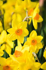 What plants bloom in spring. 15 Best Spring Flowers Popular Flowers To Plant In Spring