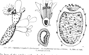 Image result for Mesanthemum glabrum