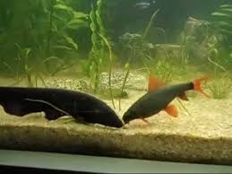 They have some sort of sonar and can detect a black fish, or. Black Ghost Knifefish Alchetron The Free Social Encyclopedia