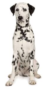 Image result for dalmatian