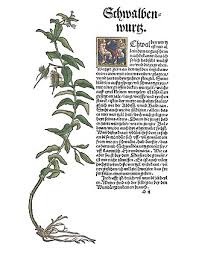 Image result for Vincetoxicum stenolobum