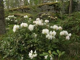 Rhododendrons 2009 2 3 6 2009 P6025665 Cunninghams White Rhododendron Flower Names Cunningham