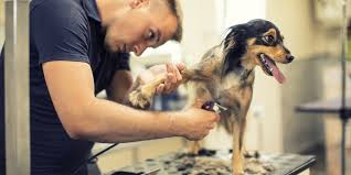 Our trainers know how to get results! Amid Petsmart Deaths How To Keep Dogs Safe At The Groomer