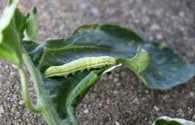 Grune Raupen Bestimmen 10 Heimische Raupen Mit Bild In 2020 Schadlinge Im Garten Garten Pflanzen Gartentipps
