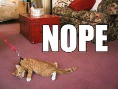 Résultat de recherche d'images pour "dragging cat leash"