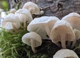 Image result for Marasmius opacus
