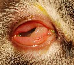 Antibiotic eye drops for cats, eye ointment for cats, oral antibiotics, and other eye care options are available. Feline Herpesvirus Therapeutic Review Mspca Angell