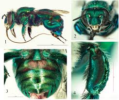 Image result for Isoglossa cyclophylla