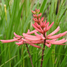 Image result for Polycarpaea eriantha