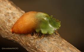 Image result for Erianthemum