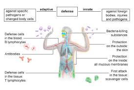 See immune cells stock video clips. The Innate And Adaptive Immune Systems Informedhealth Org