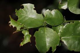 Image result for Scutia myrtina