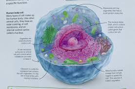 Maybe you would like to learn more about one of these? Super Simple Biology A Ks3 And Ks4 Science Book Ofamily Learning Together