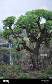 Image result for Cussonia spicata