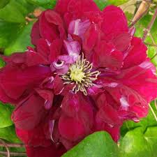 Image result for Clematis