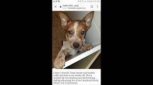 Woman Says She S Victim In Sick Puppy Scam Warns Of Craigslist Ads