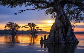 Find louisiana pictures and louisiana photos on desktop nexus. Wallpaper Sunset Tree United States Louisiana Parish Governing Authority District 4 Images For Desktop Section Priroda Download