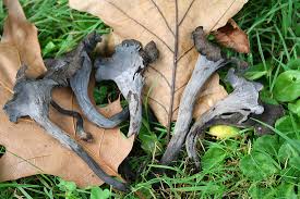 Image result for Craterellus fallax