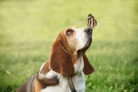 Image result for basset hound