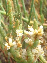 Image result for Salicornia perrieri