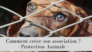 Comment aider les associations de secours aux animaux ? Creer Son Association De Protection Animal Comment Faire Youtube