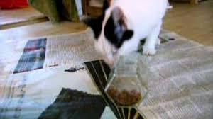 Maybe you would like to learn more about one of these? Activation Of Cat Using Wet Food In Homemade Food Puzzle Toys Youtube