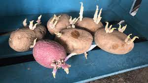 We did not find results for: How To Grow Store Bought Potatoes Rooted Revival