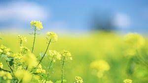 See more foto wallpaper, foto naruto wallpaper, foto & gambar wallpaper, foto looking for the best background foto? Free Flowers Powerpoint Templates
