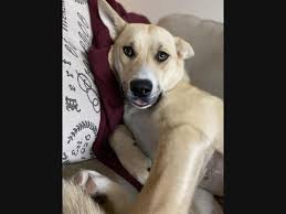 (2 days ago) free and paid pets classified ads of the seattle times classifieds. Seattle Pets Seattle Wa Patch