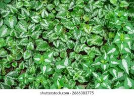 Image result for Lamium galeobdolon