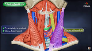 We go into great detail on the flow of. Common Carotid Artery Anatomy Origin Course Relations Branches Clinical Anatomy Usmle Youtube