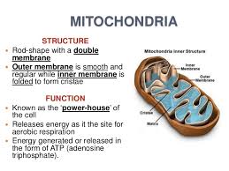 The figure shows the small circular dna molecules within the. Biology Form 4 Chapter 2 Part 1 Cell Structure