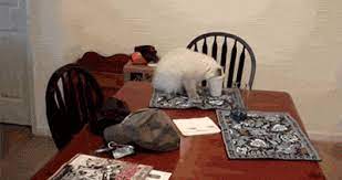 This Mastermind Caught In His Own Trap Best Cat Gifs Funny Cat Fails Funny Cat Videos