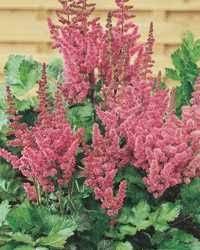 Lgc02920 Younique Lilac Astilbe Lowes Plants Plants Landscape Projects