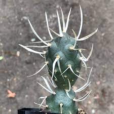 These spines keep most animals from nibbling at the plant. Tephrocactus Articulatus Paper Spine Cactus Shown In Etsy Cactus Pictures Succulents Cool Plants