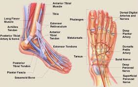 If you would like to learn all the parts of the foot structure, you have come to the right place. Foot Anatomy Muscles And Tendons Anatomy Drawing Diagram