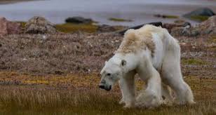 Resultado de imagen de cambio climatico