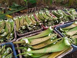 We did not find results for: Penampung Lidah Buaya Di Sumatera Utara Intip Penangkaran Buaya Di Asam Kumbang Medan Sumut Yuk Ada Buaya Buntungnya Lho Kaskus Kini Aloe Vera Telah Tumbuh Di Berbagai Francieu Query