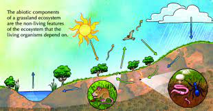 During the summer months the temperature will range from 75 to 86 degrees. 2 4 Energy Flow Food Chains And Food Webs Interactions And Interdependence Within The Environment Siyavula