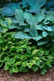 Oceanview home & garden, chester, ns. How To Create Hanging Baskets From Hostas The Perfect Shade Basket