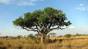 Panoramio Photo Of Sausage Tree Serengeti National Park Backyard Serengeti National Park National Parks