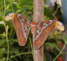 Atlas Moth From The Butterfly Pavilion At The Smithsonian Museum Of Natural History Butterfly Place Butterfly Photos Butterfly Species